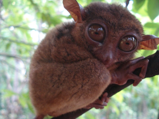PHILIPPINE TARSIER: the smallest primate in the world